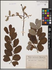 Foto von Salix aurita L. x Salix caprea L.